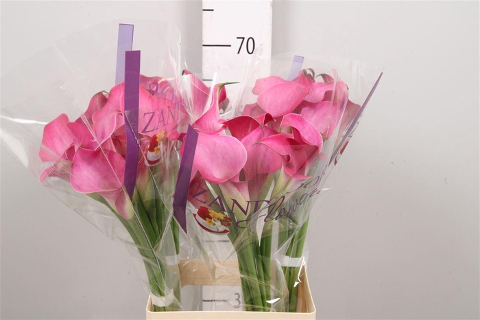 <h4>Zant Fantasia</h4>