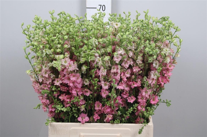 <h4>Cons R Q Rose</h4>