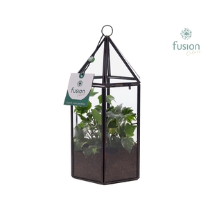 Lantaarn Geometrisch met Groen plant