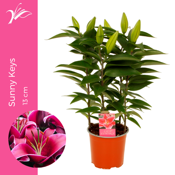<h4>Lilium Sunny Keys 13 cm (or. lelie)</h4>