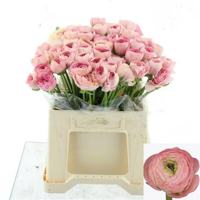 <h4>RAN SU NUANCE</h4>