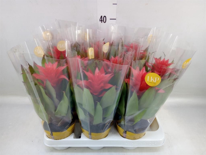 <h4>Guzmania 'Lorena'</h4>