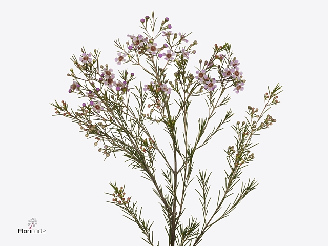 CHAME UN MAJEST PINK