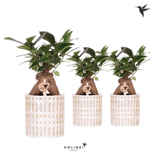 Ficus Mi Ginseng Keramiek Mozaiek