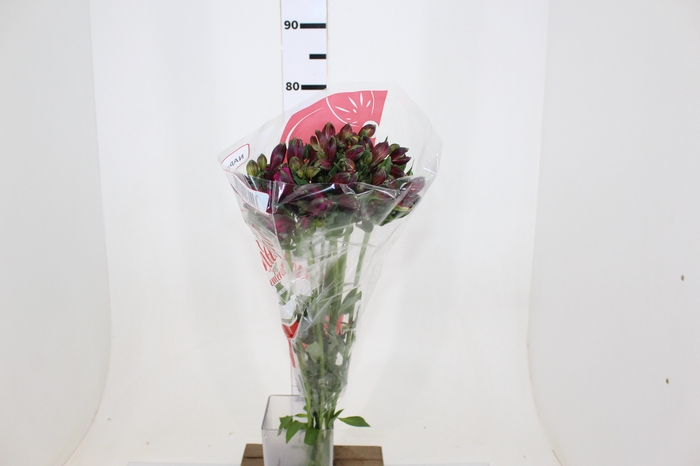 ALSTROEMERIA NAPOLI 080 CM