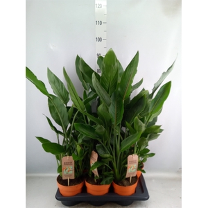 Strelitzia reg.   ...no flowers