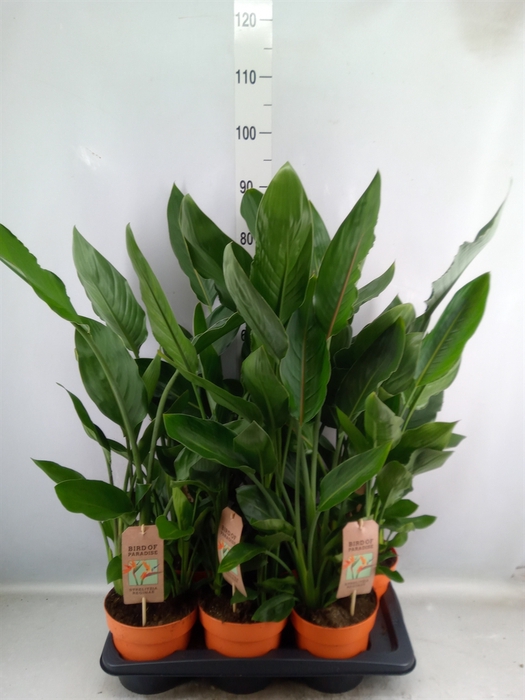 <h4>Strelitzia reg.   ...no flowers</h4>