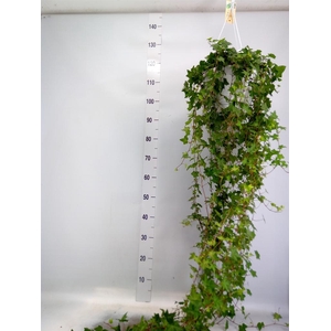 Hedera helix 'Pittsburgh'