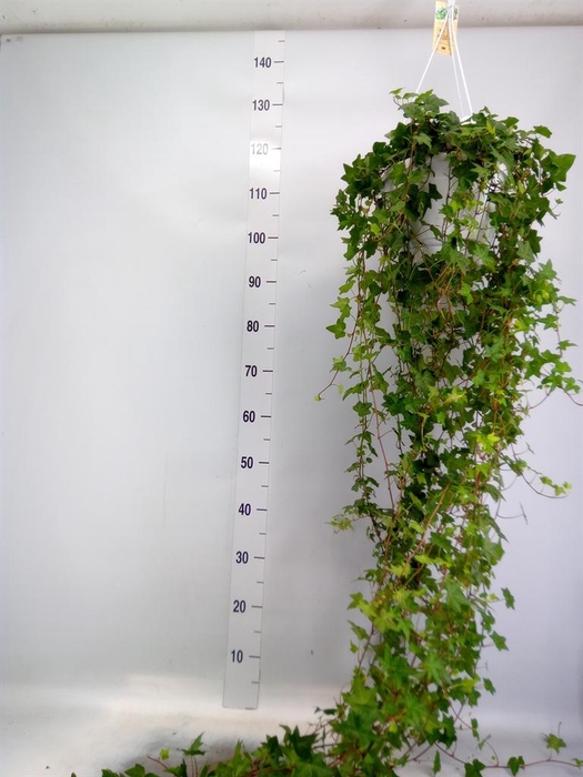 <h4>Hedera helix 'Pittsburgh'</h4>