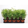 Chamaed Elegans 15pp