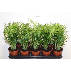 Chamaed Elegans 15pp