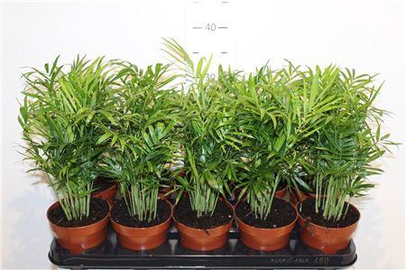 Chamaed Elegans 15pp