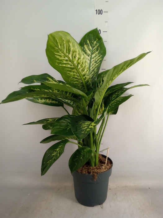 <h4>Dieffenbachia seg. 'Reeva'</h4>