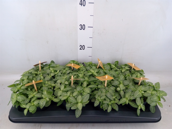 <h4>Fittonia verschaf.</h4>