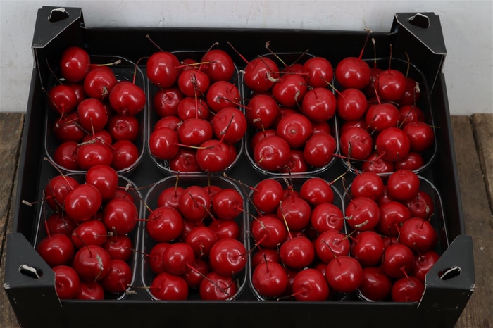 <h4>Waxmalus Rood Kerst</h4>