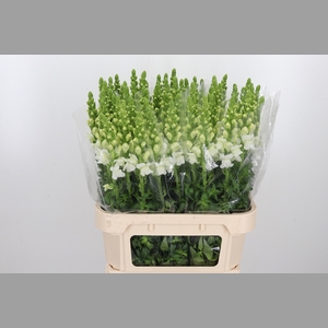 Antirrhinum - Po Early White