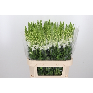 Antirrhinum - Po Early White