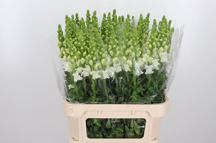 <h4>Antirrhinum - Po Early White</h4>