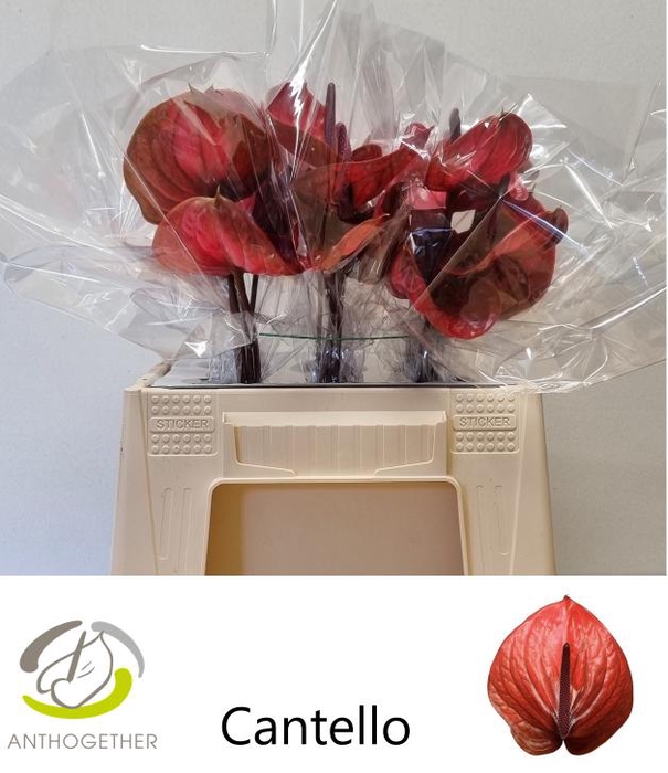 <h4>Anthurium Cantello</h4>