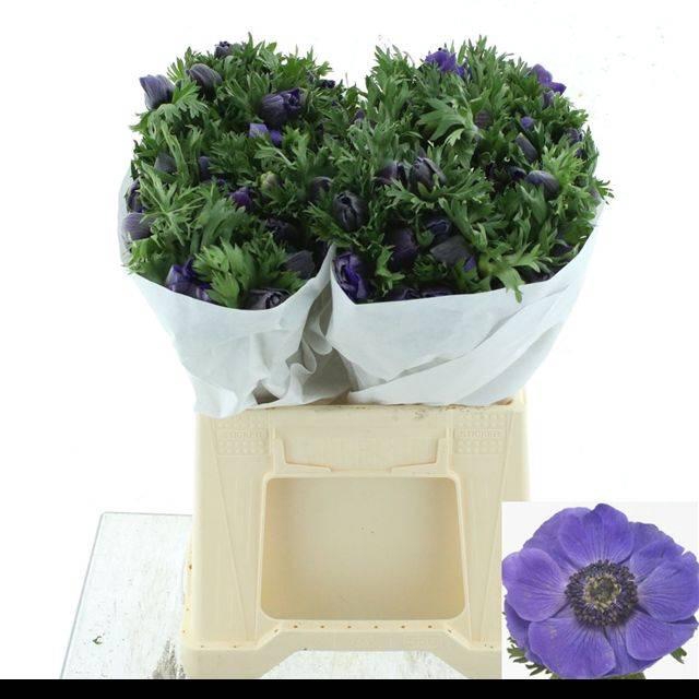 <h4>ANEM MISTRAL BLUE SUPER</h4>