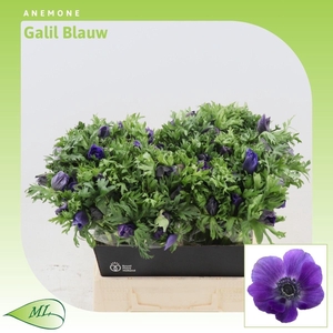 Anemone Galil Blauw
