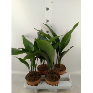 Aspidistra elat.