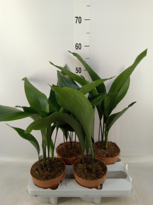 <h4>Aspidistra elat.</h4>