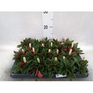 Peperomia caperata 'Rosso'