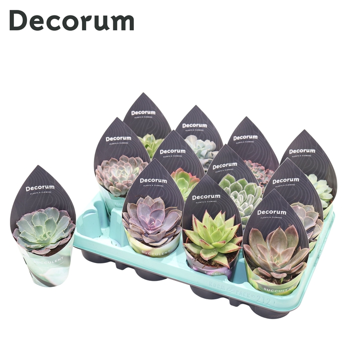 <h4>Echeveria Mix (12spc.) (decorum) Decorum Potcover</h4>