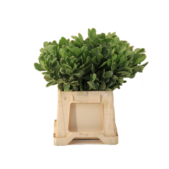 <h4>PITTOSPORUM ILAN 40CM</h4>