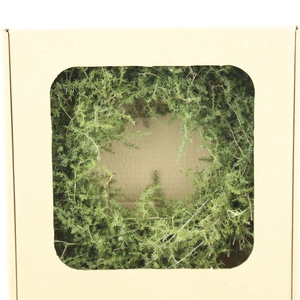 Wreath Asparagus Wild Preserved
