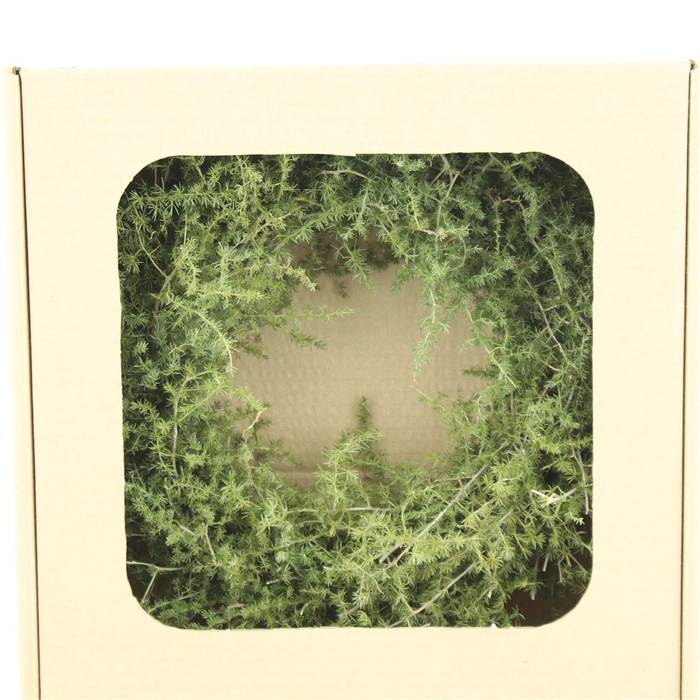 <h4>Wreath Asparagus Wild Preserved</h4>