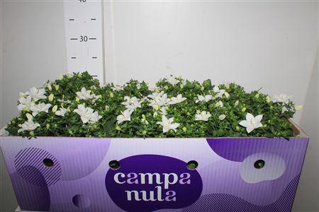 <h4>Camp Is Atlant White</h4>