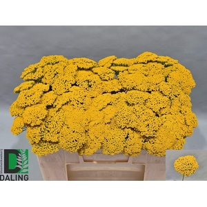 ACHIL F PARK VARIETY