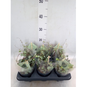 Ceropegia woodii ssp. woodii