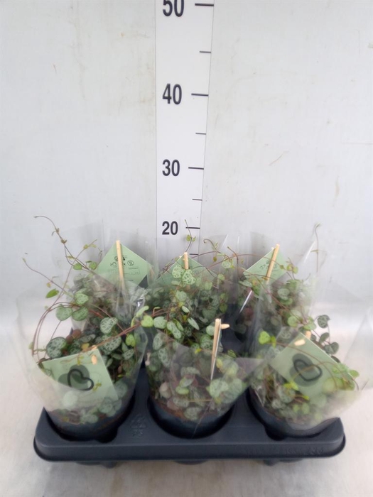 <h4>Ceropegia woodii ssp. woodii</h4>