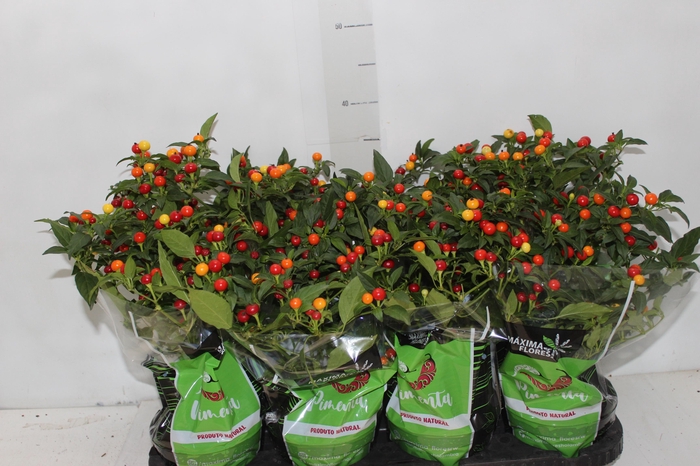 <h4>PIMENTA BODE P14</h4>