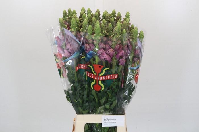 <h4>Antirrhinum Potomac Lavender</h4>