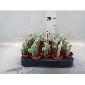 Opuntia microdasys 'Albispina'