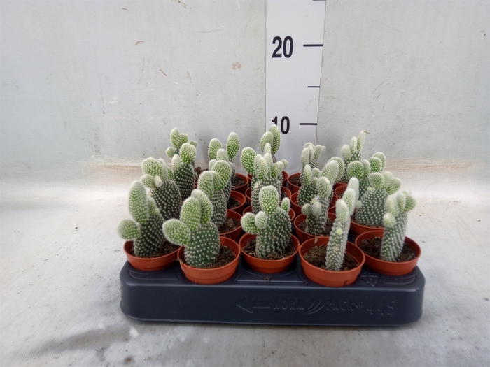 <h4>Opuntia microdasys 'Albispina'</h4>