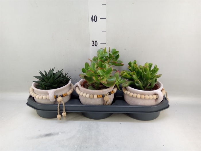 <h4>Succulents   ...</h4>