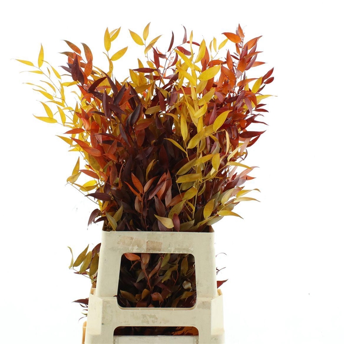 <h4>Pres Ruscus Autumn Mix</h4>