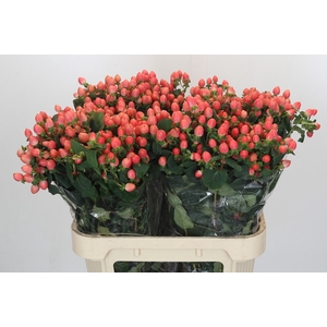 Hypericum Magical Royal Princess