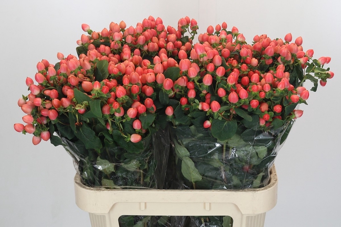 <h4>Hypericum Magical Royal Princess</h4>