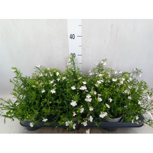 Lobelia  'Curacao Basket White'