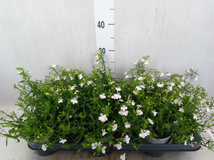 <h4>Lobelia  'Curacao Basket White'</h4>