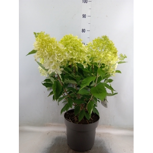 Hydrangea pan.