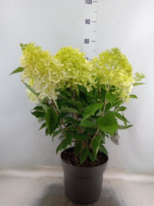 <h4>Hydrangea pan.</h4>