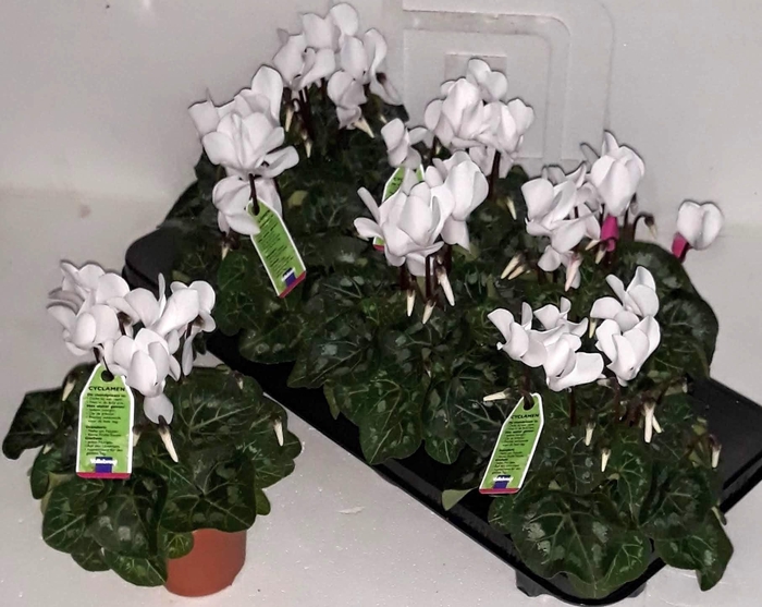 Cycl Md Sup Allure Mix