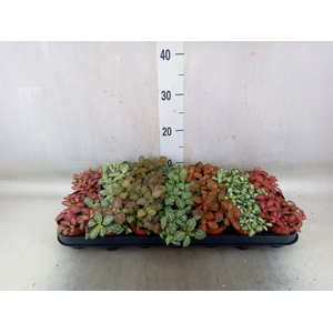 Fittonia   ...mix 7